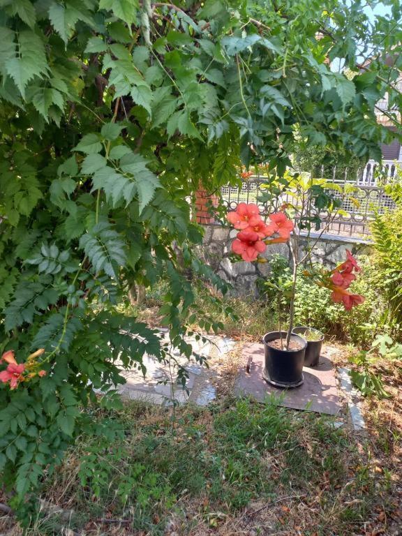 Hostel Traveler'S Rest - Near Podgorica Airport Mitrovici  Zewnętrze zdjęcie